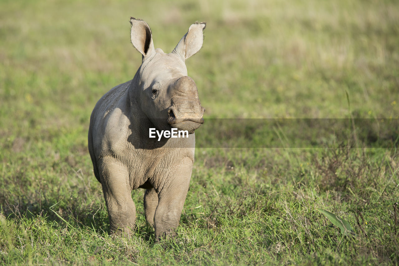 Rhinoceros on field