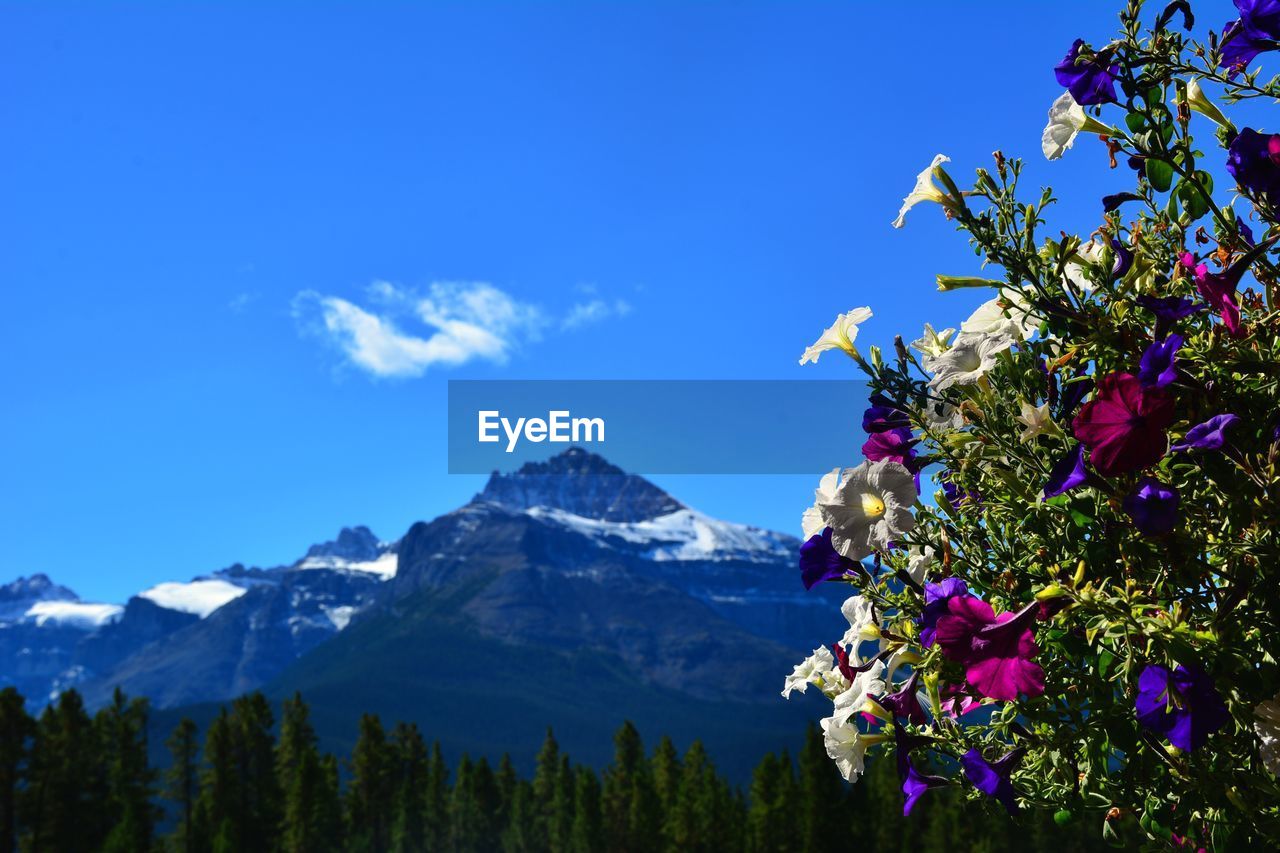 Flowers growing on plant against mountain and blue sky