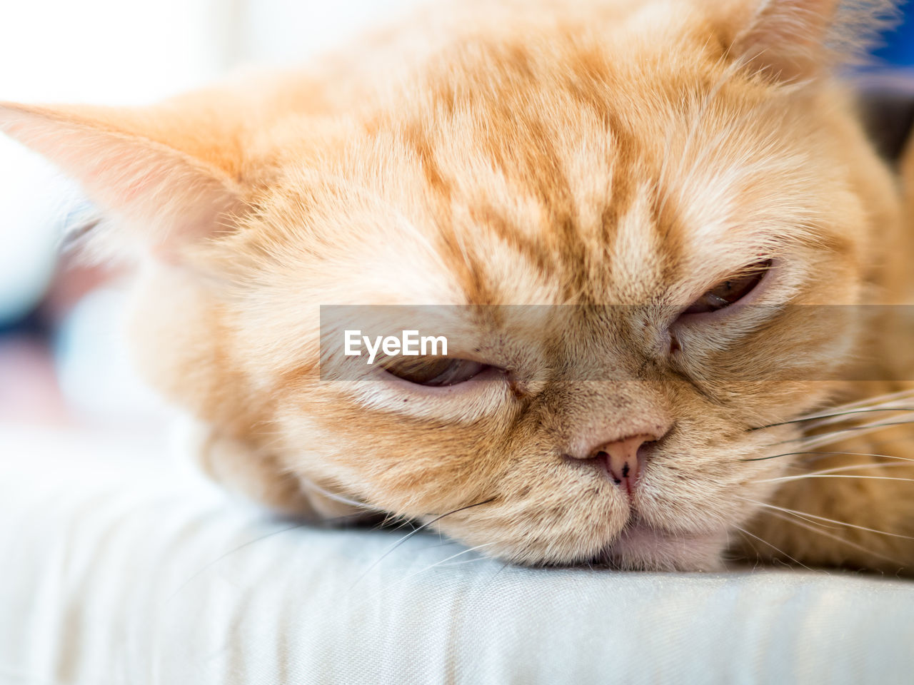 CLOSE-UP OF A CAT SLEEPING