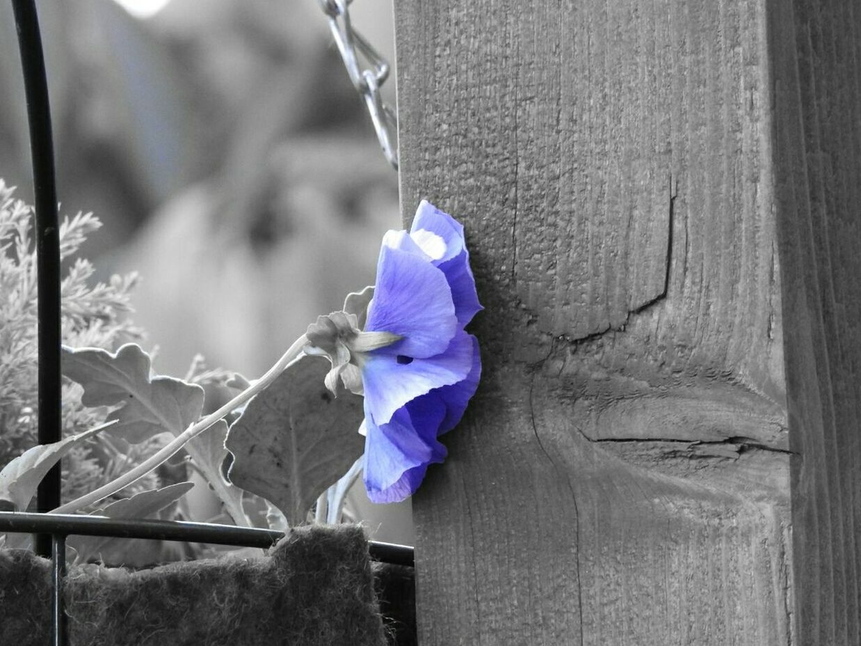 CLOSE-UP OF PURPLE FLOWER WITH PLANT