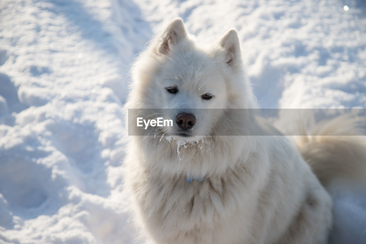 CLOSE-UP OF A DOG