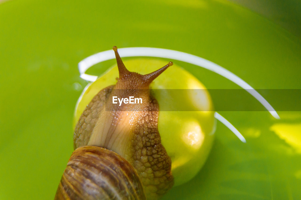 A large white snail sits on a green apple. close-up