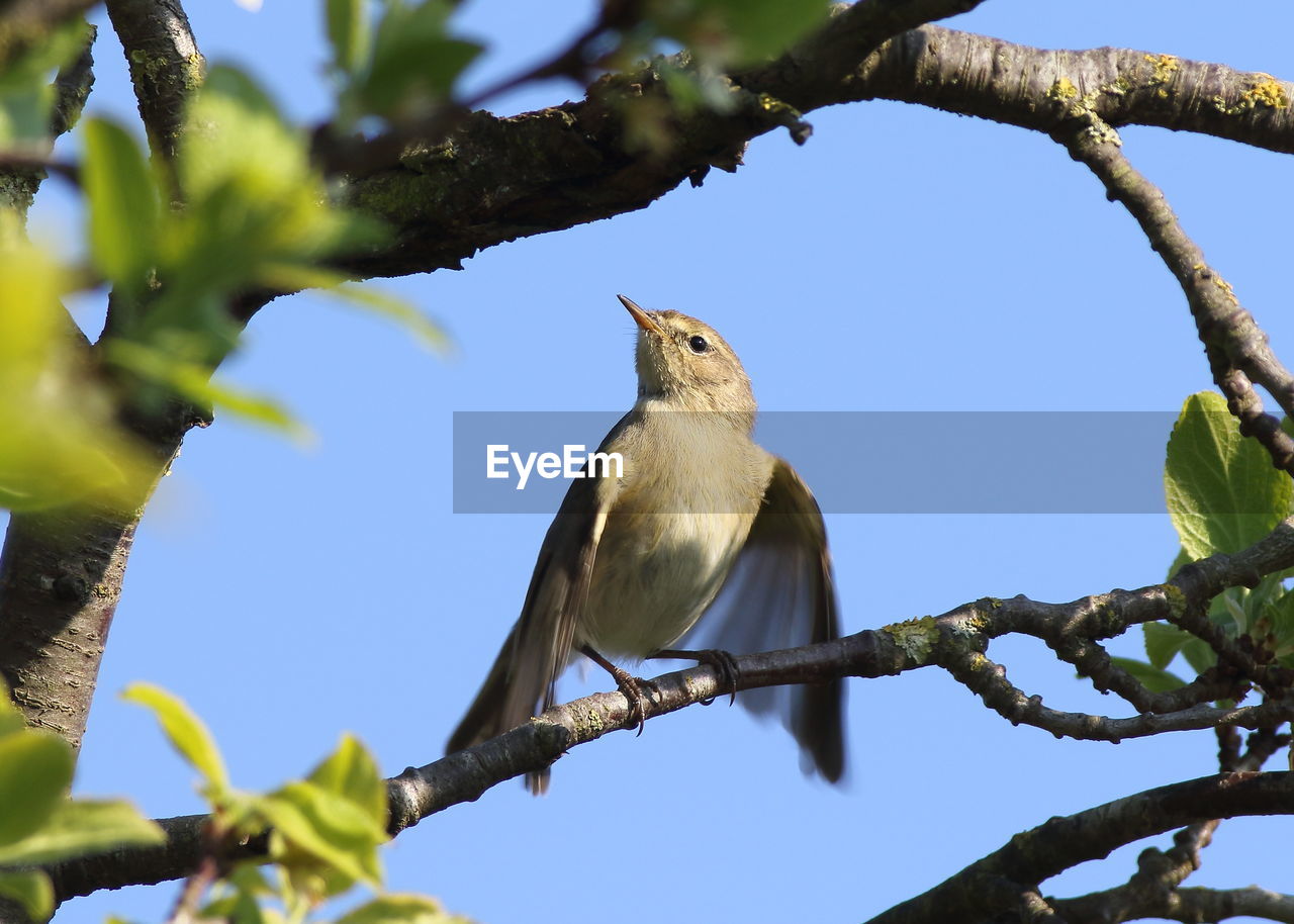 LOW ANGLE VIEW OF BIRDS PERCHING ON TREE