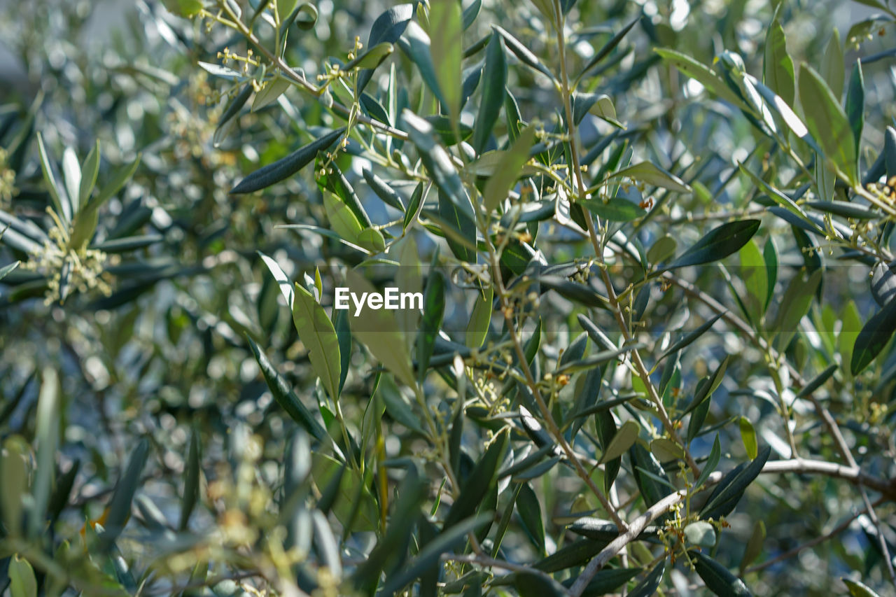 FULL FRAME SHOT OF PLANTS