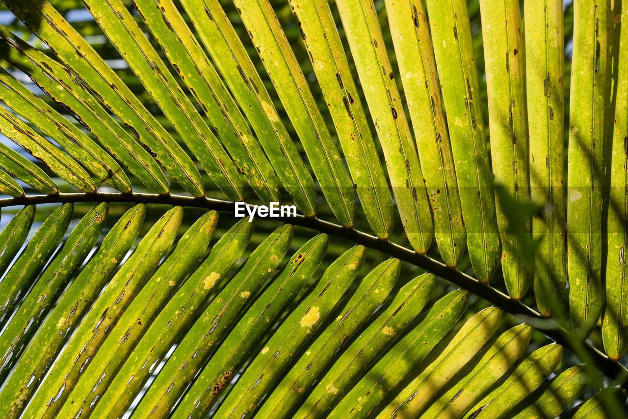 CLOSE-UP OF FRESH GREEN LEAVES