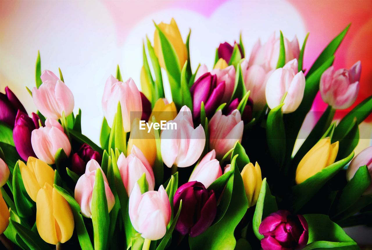 Close-up of pink tulips