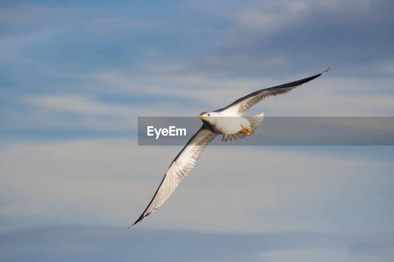 Low angle view of seagull flying