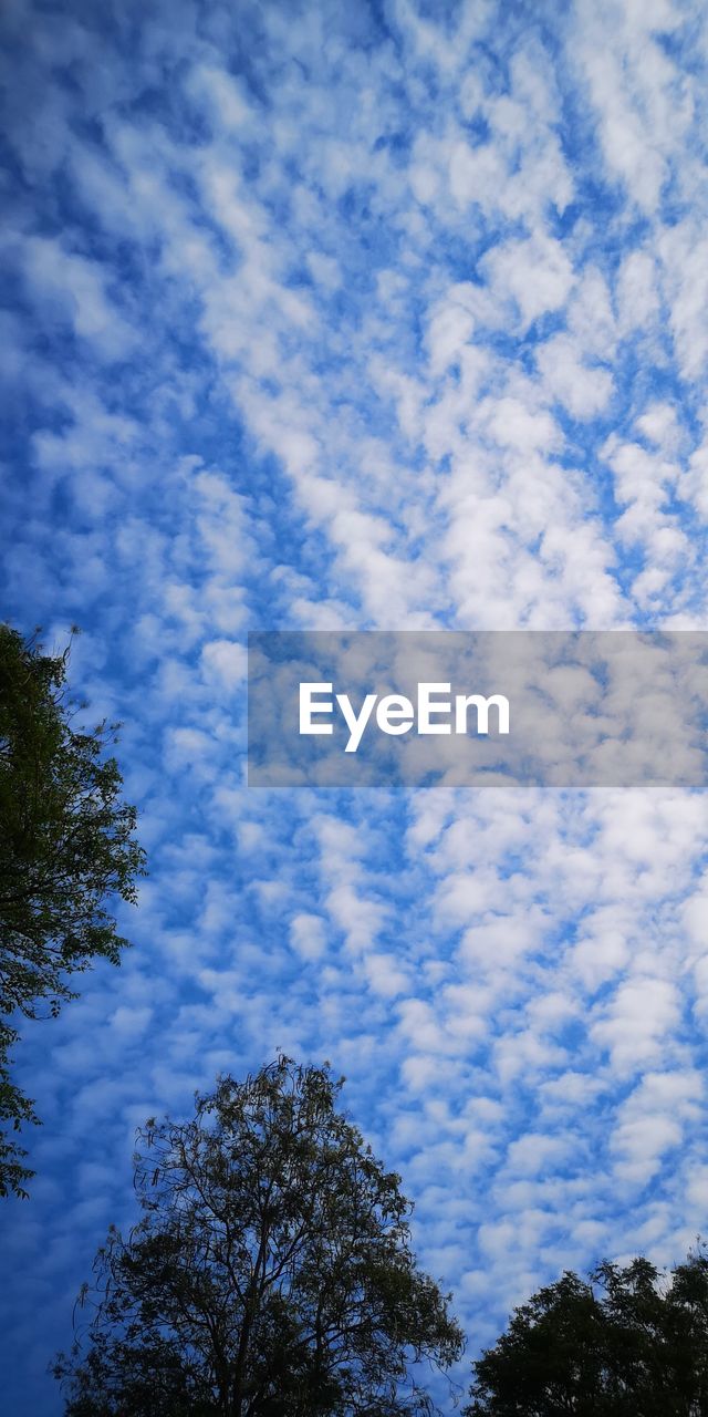 sky, tree, cloud, plant, low angle view, nature, sunlight, beauty in nature, blue, no people, tranquility, growth, scenics - nature, day, outdoors, reflection, tranquil scene