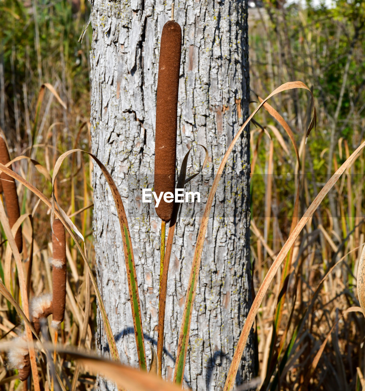 Brown cattails in the marsh land