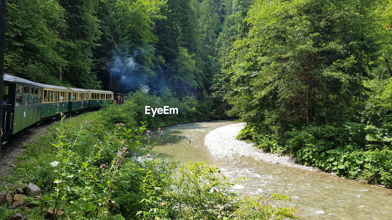 Train passing through forest