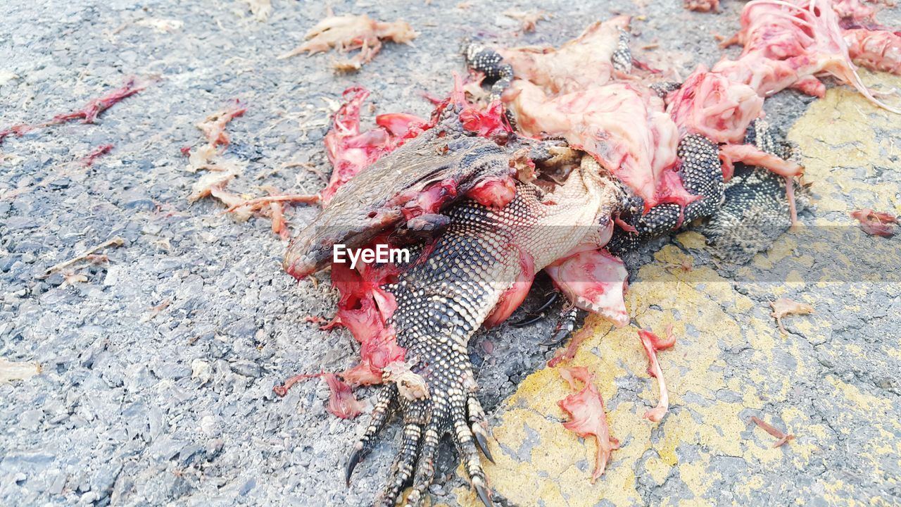 HIGH ANGLE VIEW OF DEAD FISH ON GROUND