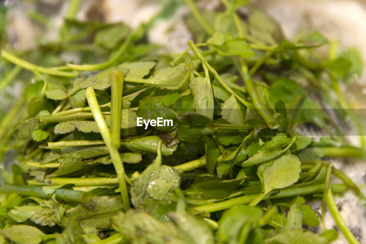 CLOSE-UP OF CHOPPED LEAVES