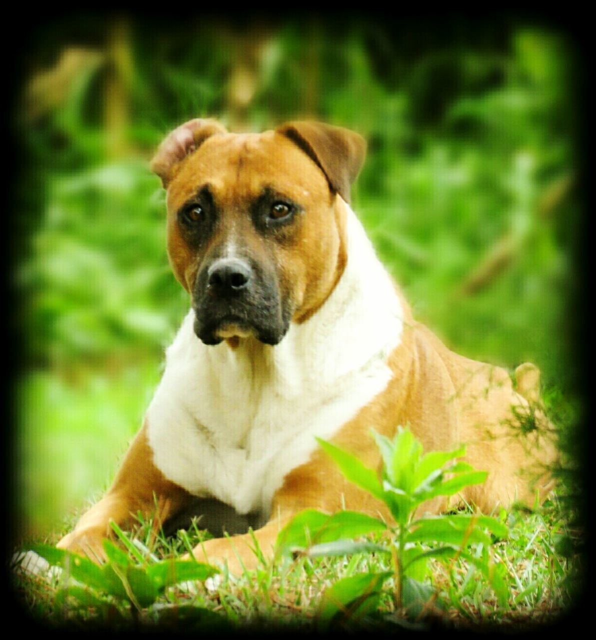 PORTRAIT OF DOG