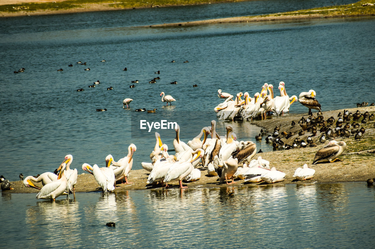 FLOCK OF BIRDS IN LAKE
