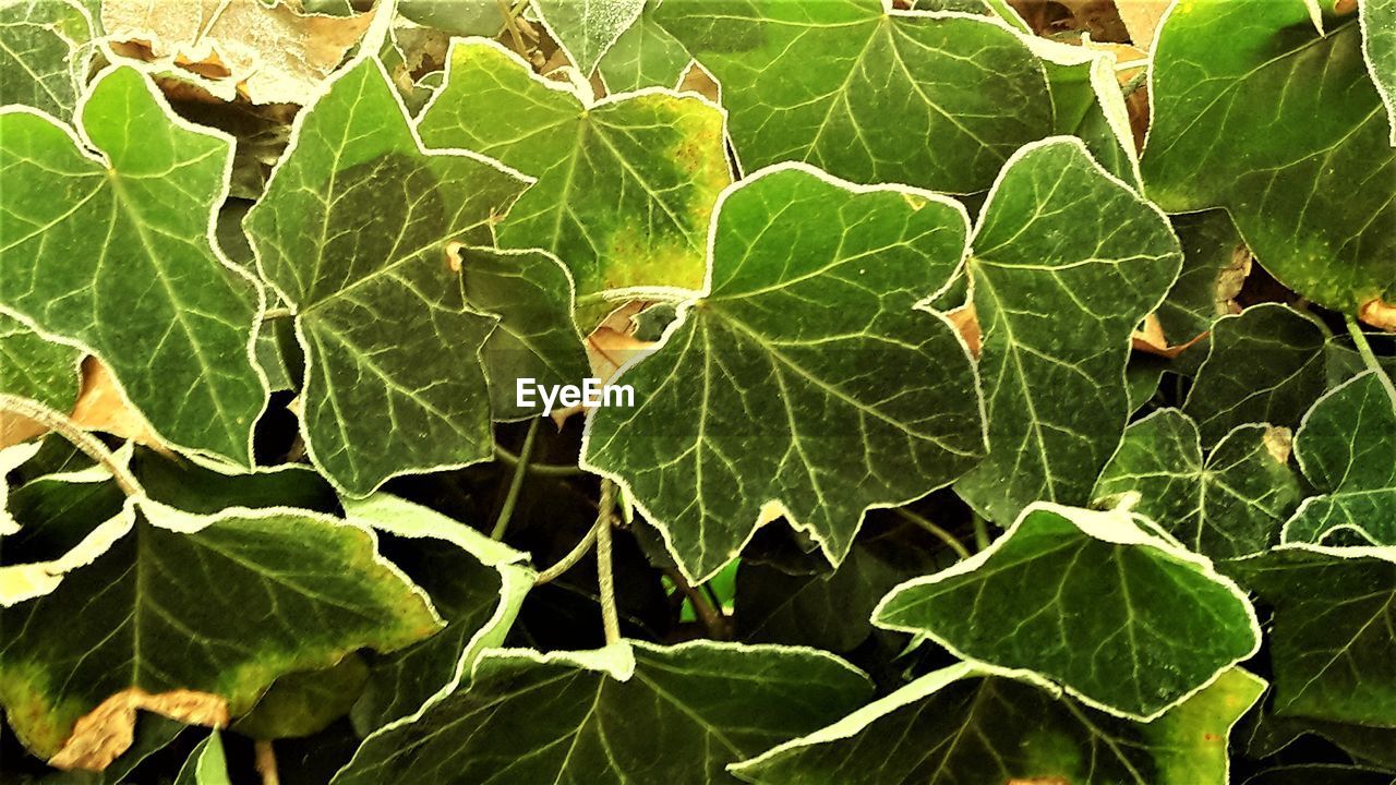 HIGH ANGLE VIEW OF LEAVES