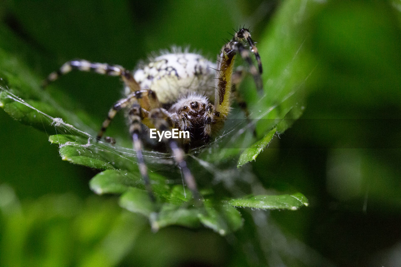 CLOSE-UP OF SPIDER ON WEB