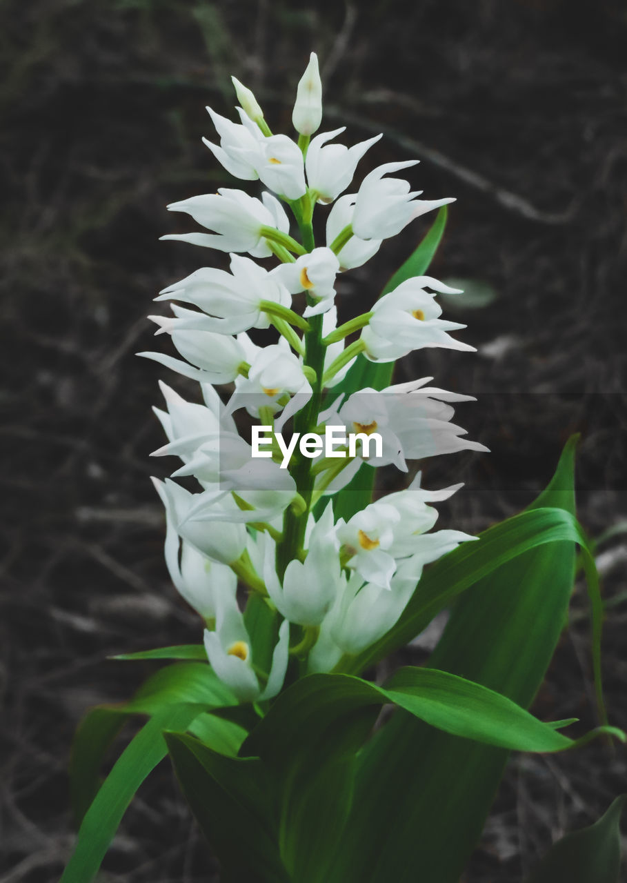 plant, growth, flower, plant part, leaf, flowering plant, beauty in nature, nature, close-up, freshness, green, no people, fragility, focus on foreground, white, outdoors, petal, day, land, botany, field, blossom, flower head, springtime, inflorescence
