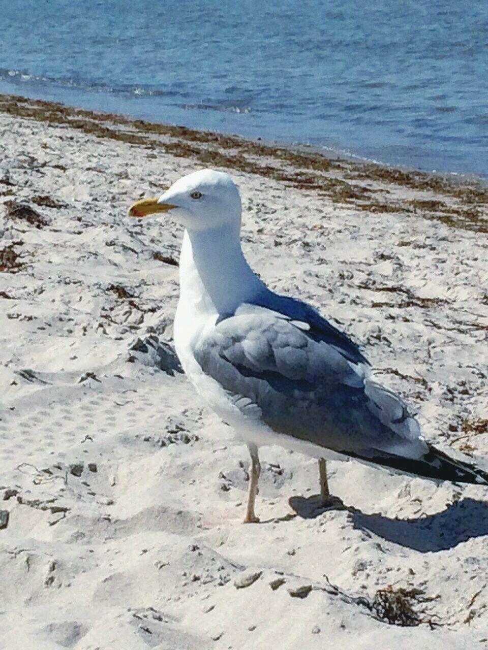 CLOSE-UP OF BIRD ON SAND AT BEACH