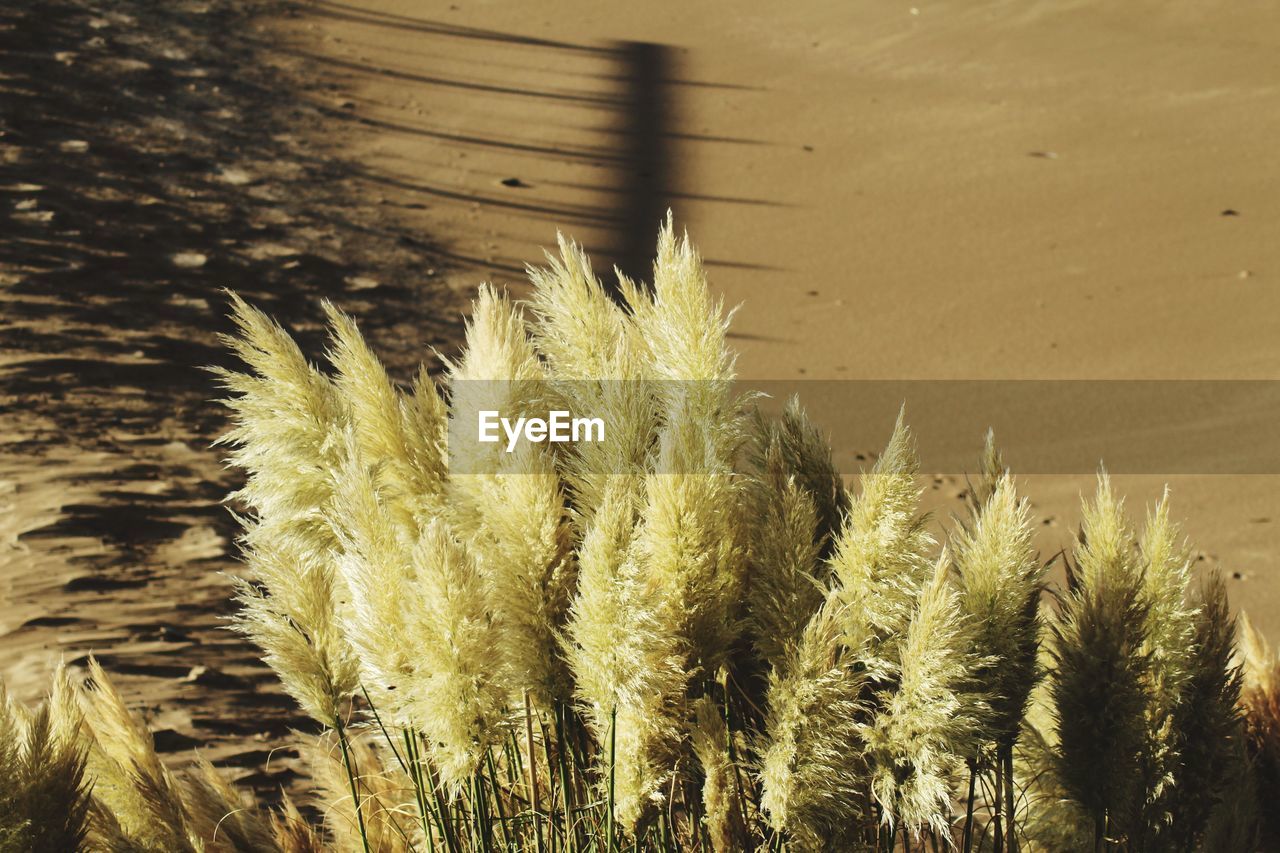 CLOSE-UP OF WHEAT GROWING IN FARM