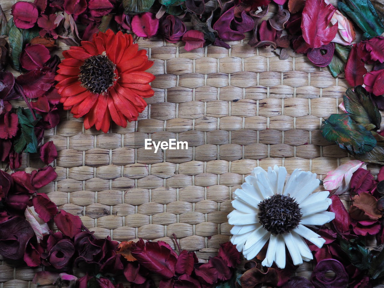 HIGH ANGLE VIEW OF FLOWERING PLANT ON WALL