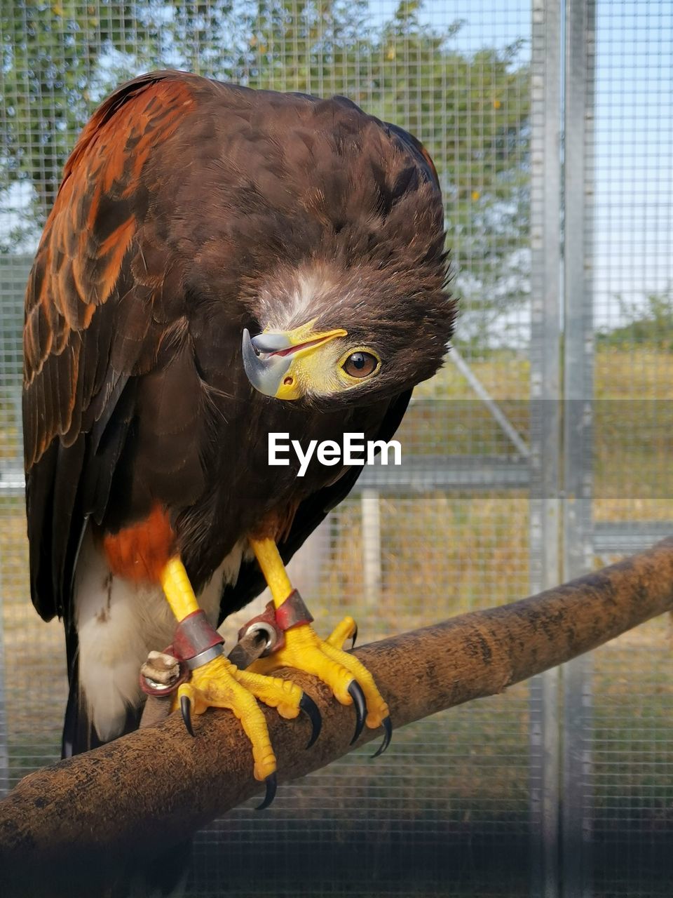Eagle in zoo