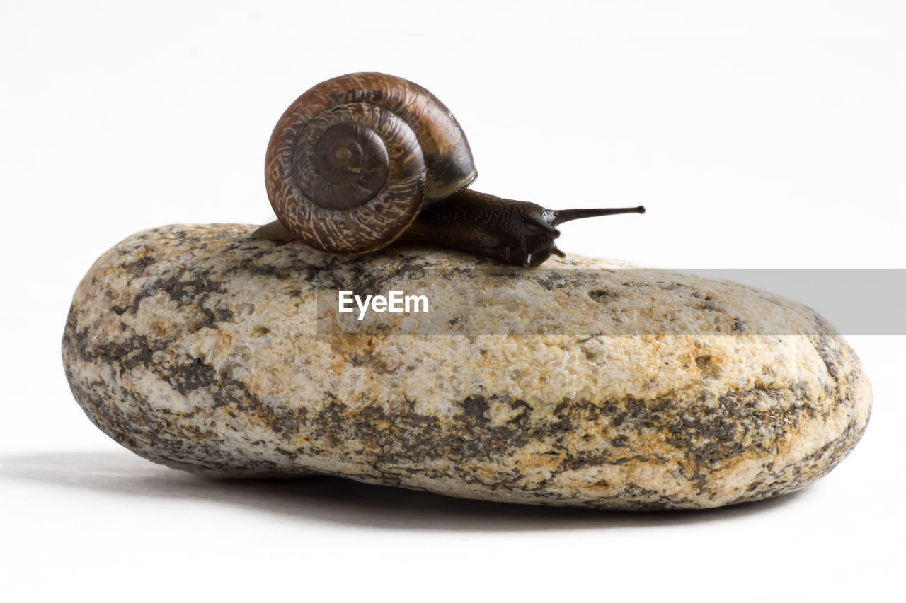 CLOSE-UP OF SNAIL AGAINST ROCK