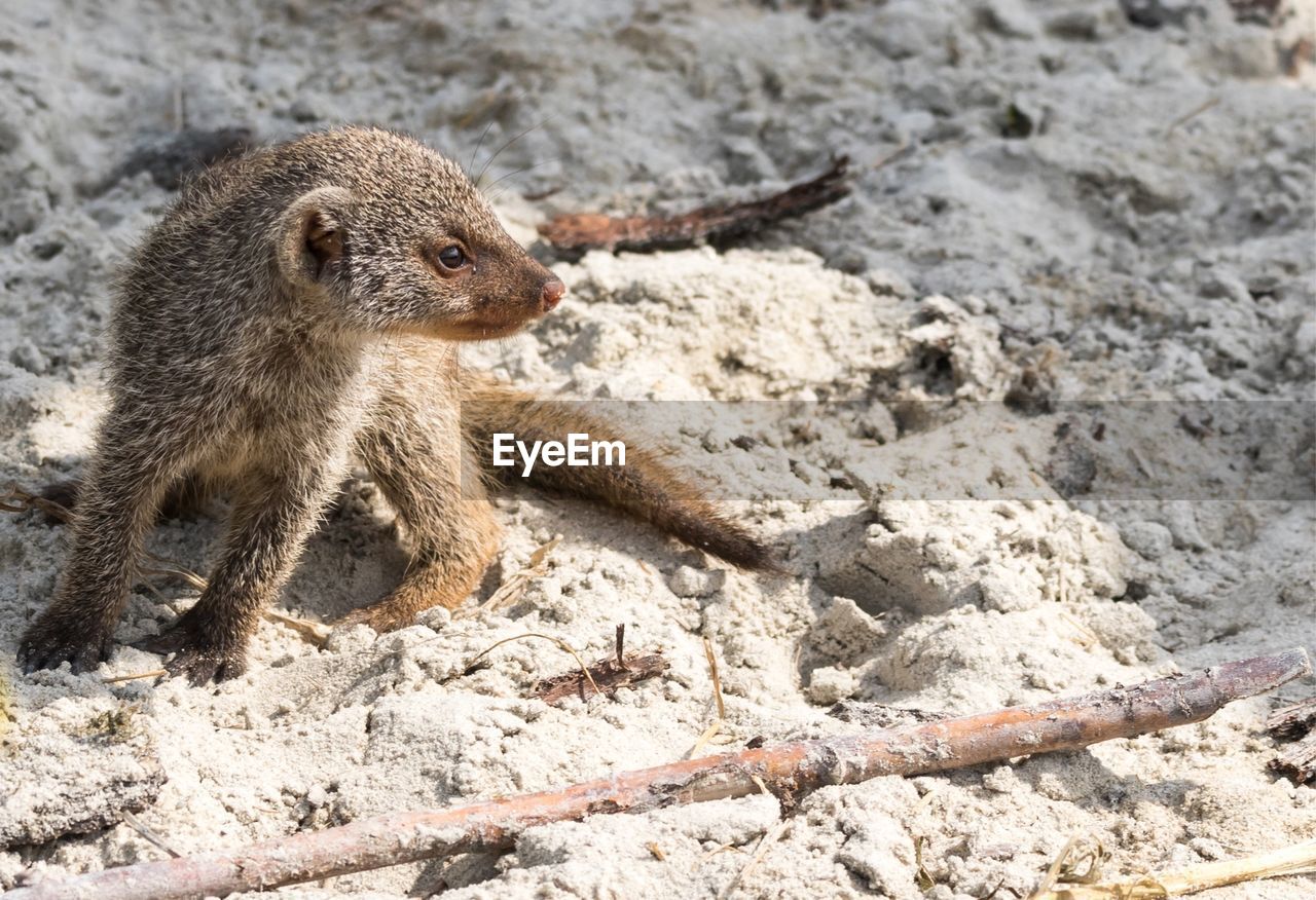 Young mongoose on sand