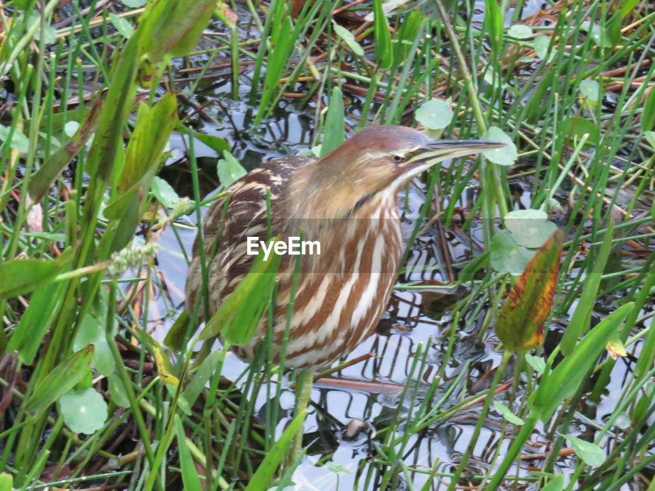 VIEW OF A BIRD PERCHING ON GRASS