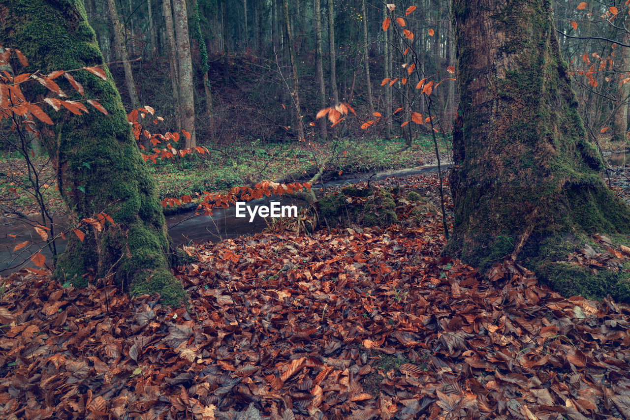 VIEW OF AUTUMN LEAVES ON LANDSCAPE