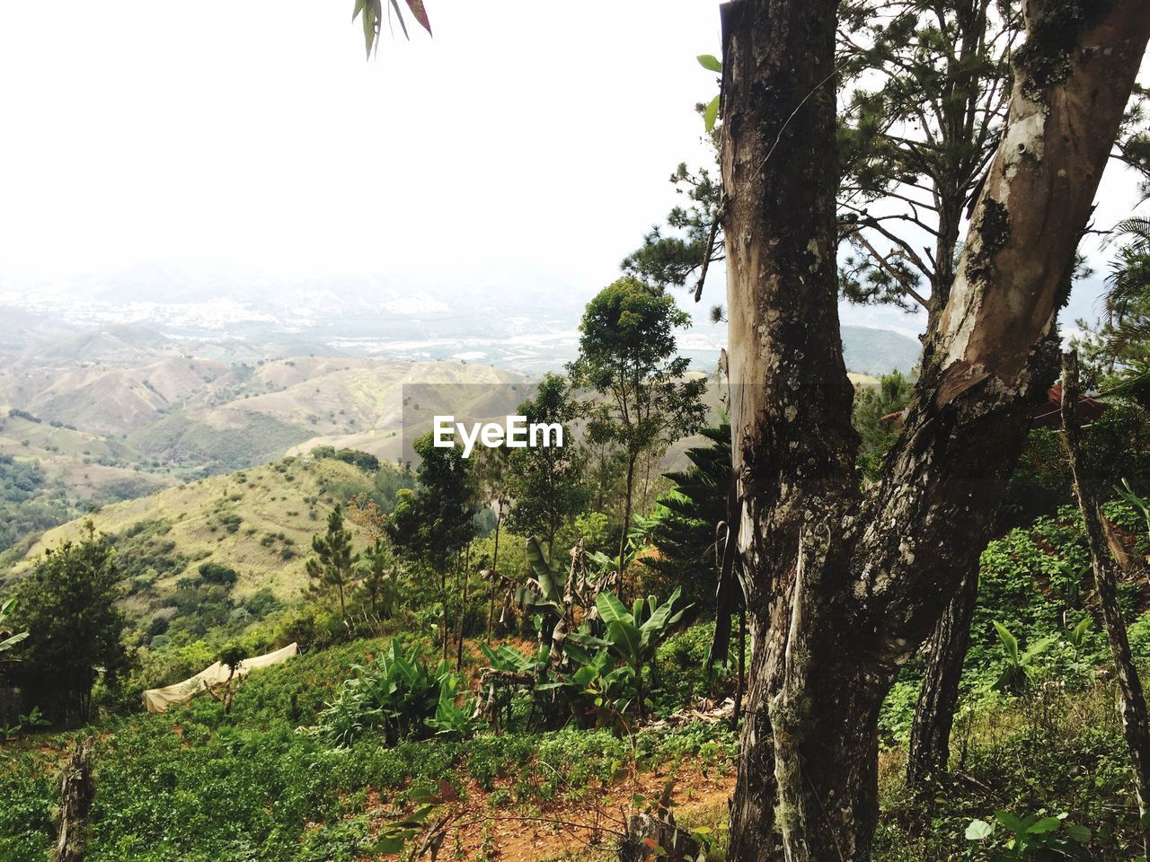 SCENIC VIEW OF FOREST AGAINST BRIGHT SUN