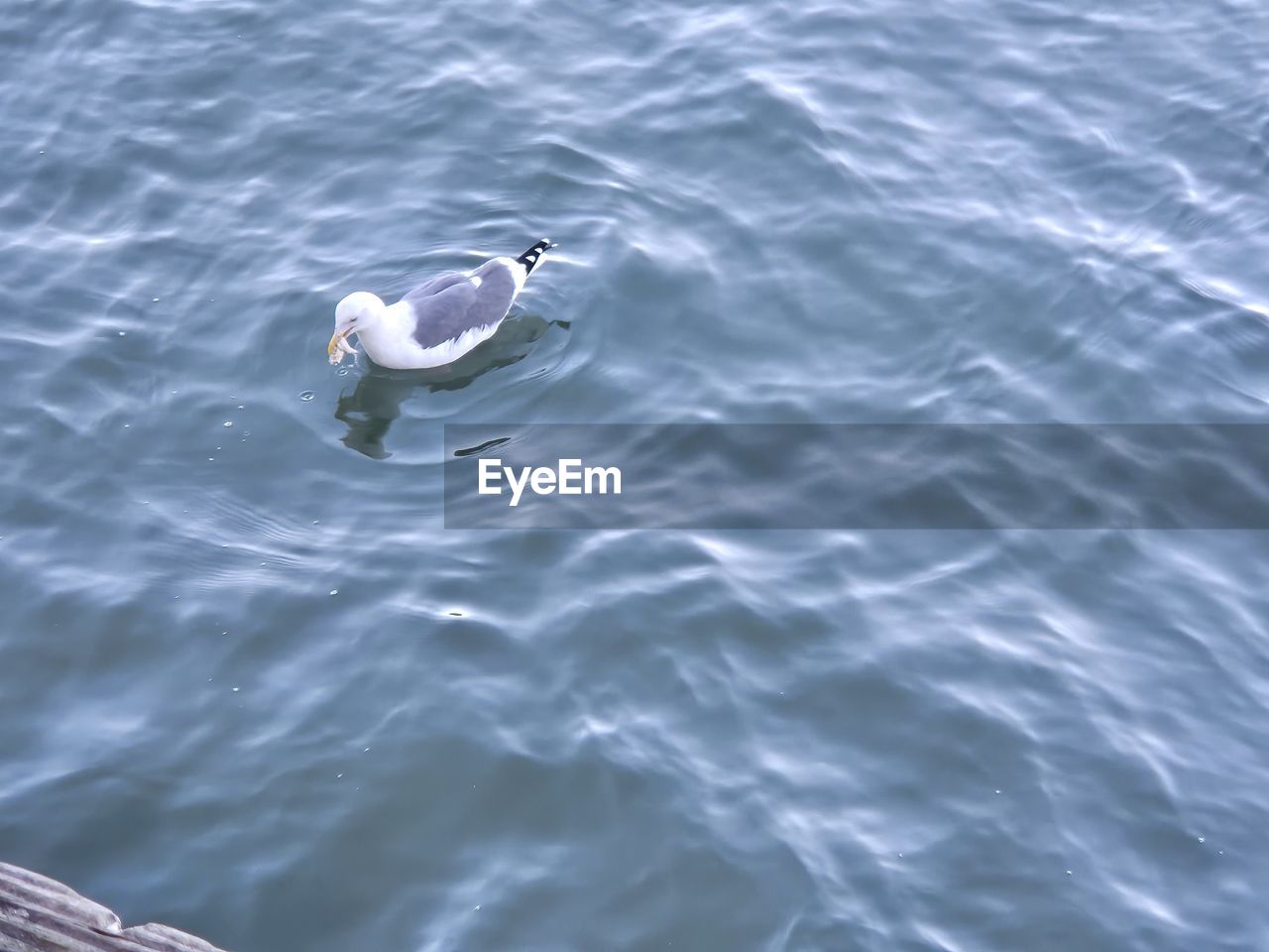animal, animal themes, water, animal wildlife, wildlife, bird, one animal, no people, high angle view, sea, nature, day, seabird, rippled, swimming, waterfront, outdoors, beauty in nature, wave, gull, water bird