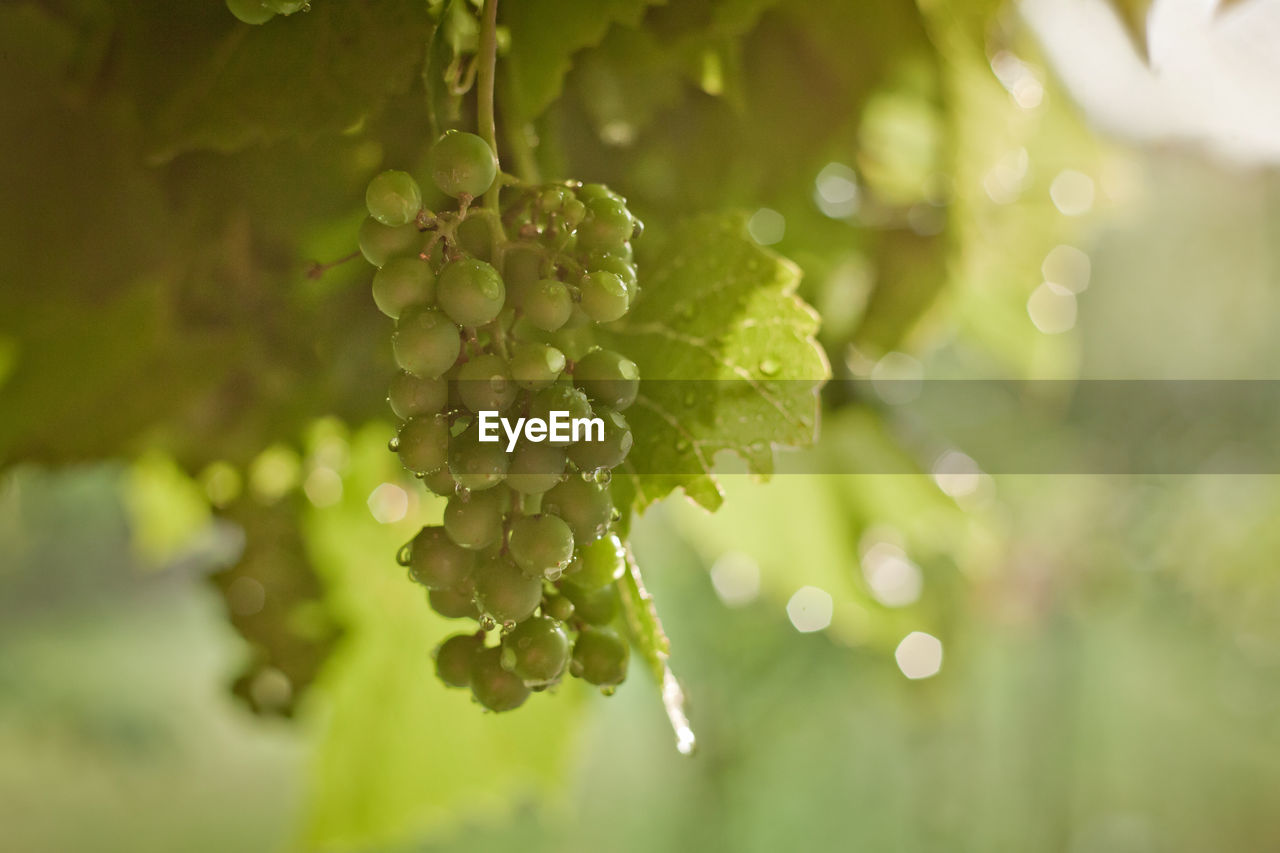 Wet grapes after the rain. unripe white grapes on the background of afternoon sun. 