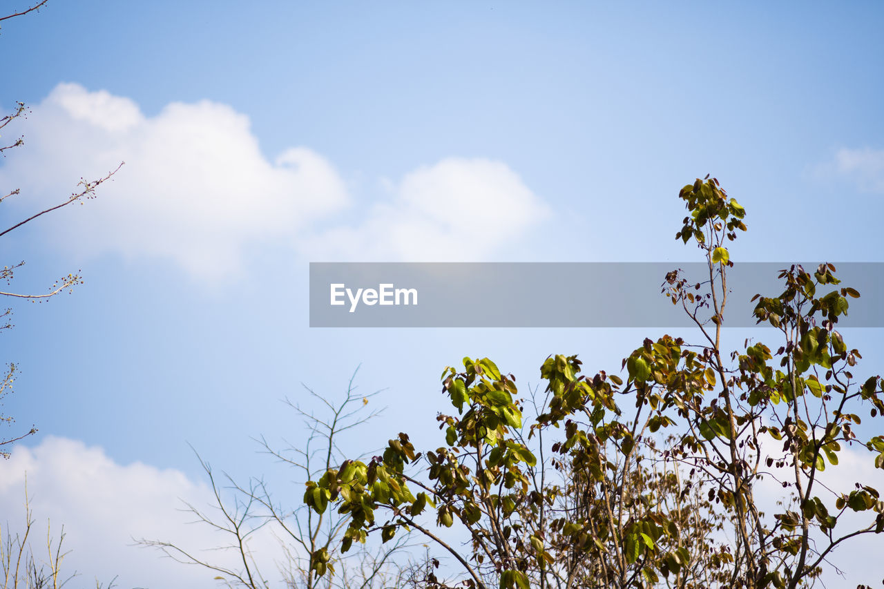 LOW ANGLE VIEW OF FLOWERING TREE AGAINST SKY