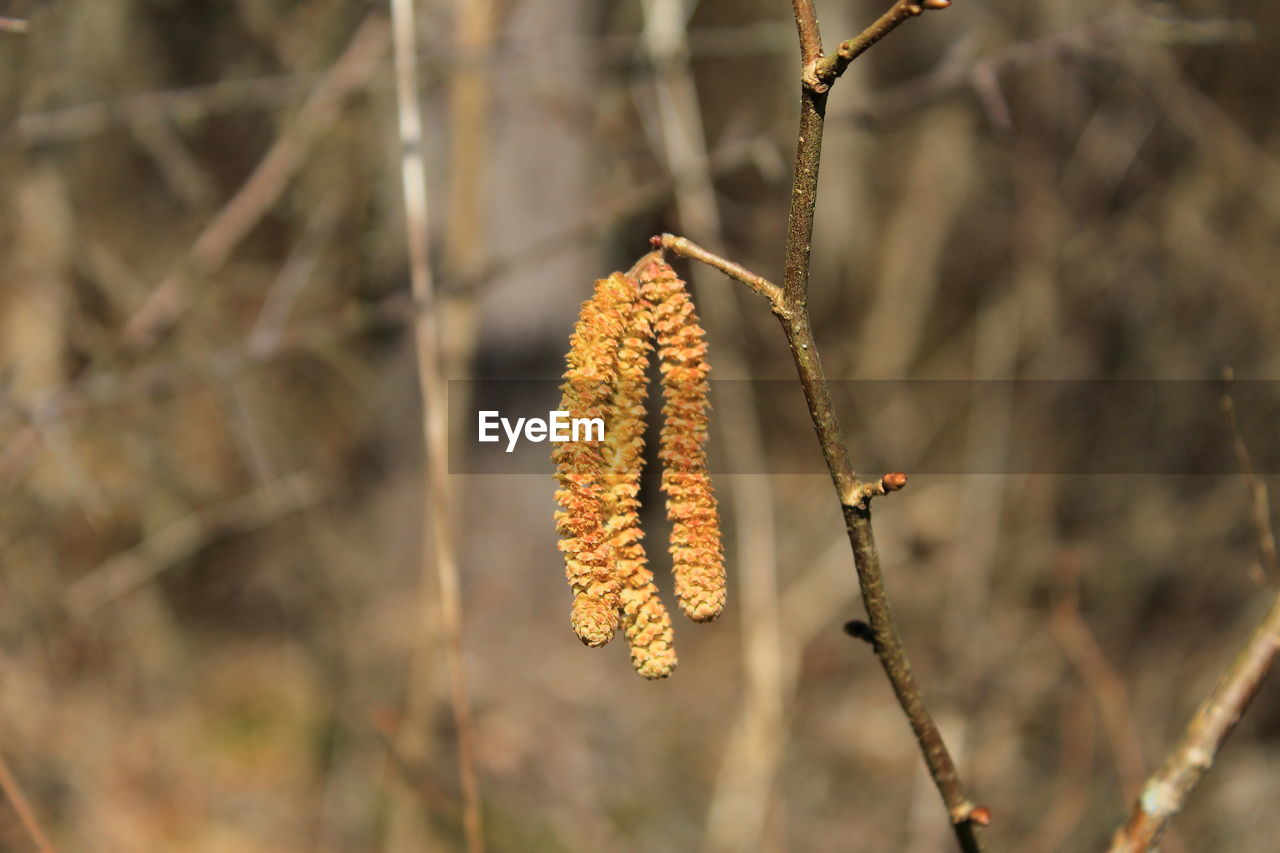 plant, leaf, autumn, nature, focus on foreground, tree, flower, close-up, no people, macro photography, branch, growth, day, beauty in nature, outdoors, plant stem, dry, food, food and drink, twig, land, yellow, tranquility, plant part