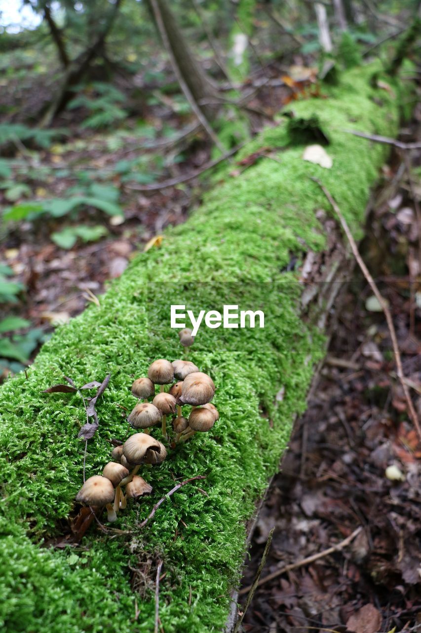 HIGH ANGLE VIEW OF MUSHROOMS ON TREE TRUNK