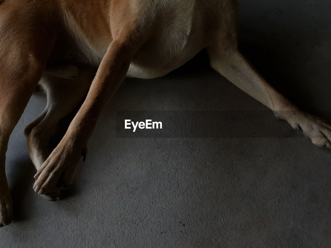 CLOSE-UP OF DOG LYING ON FLOOR