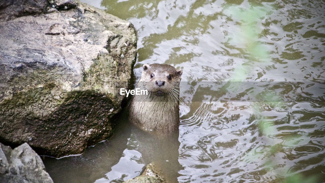 HIGH ANGLE VIEW OF ANIMAL SWIMMING ON ROCK