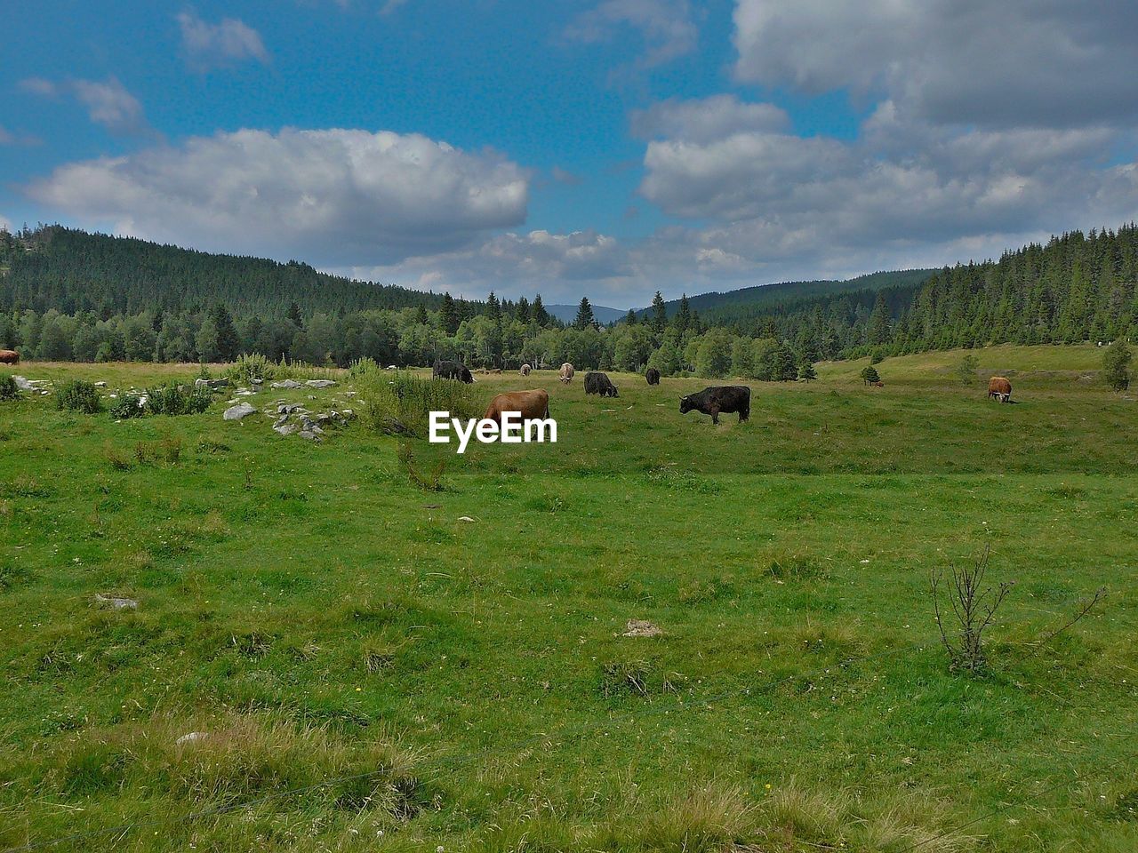 COWS GRAZING ON FIELD