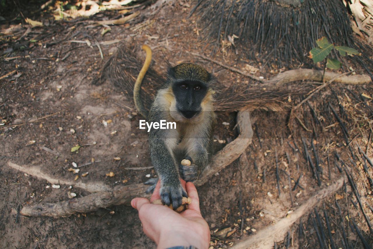 Close-up of hand feeding monkey