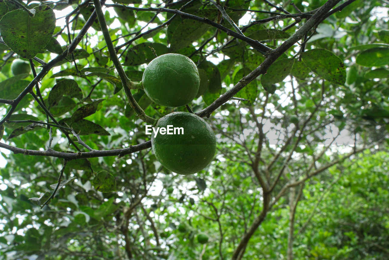 Close up of lime fruit on the stem