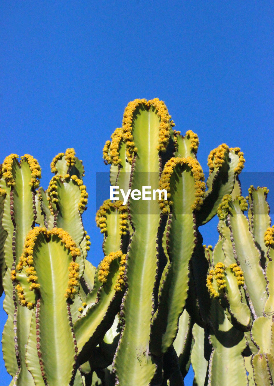 CLOSE-UP OF YELLOW CACTUS AGAINST CLEAR BLUE SKY