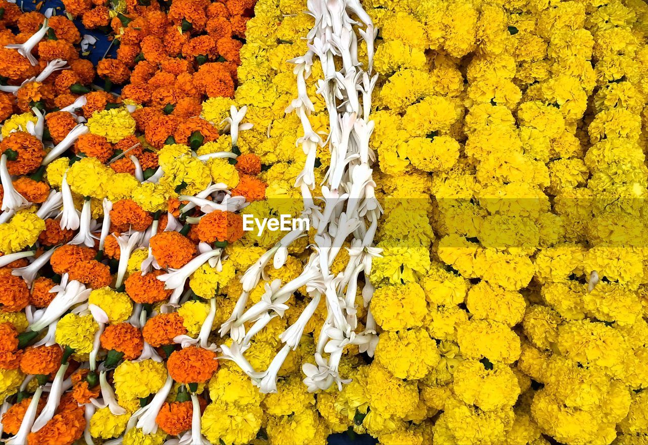 High angle view of yellow flowering plant