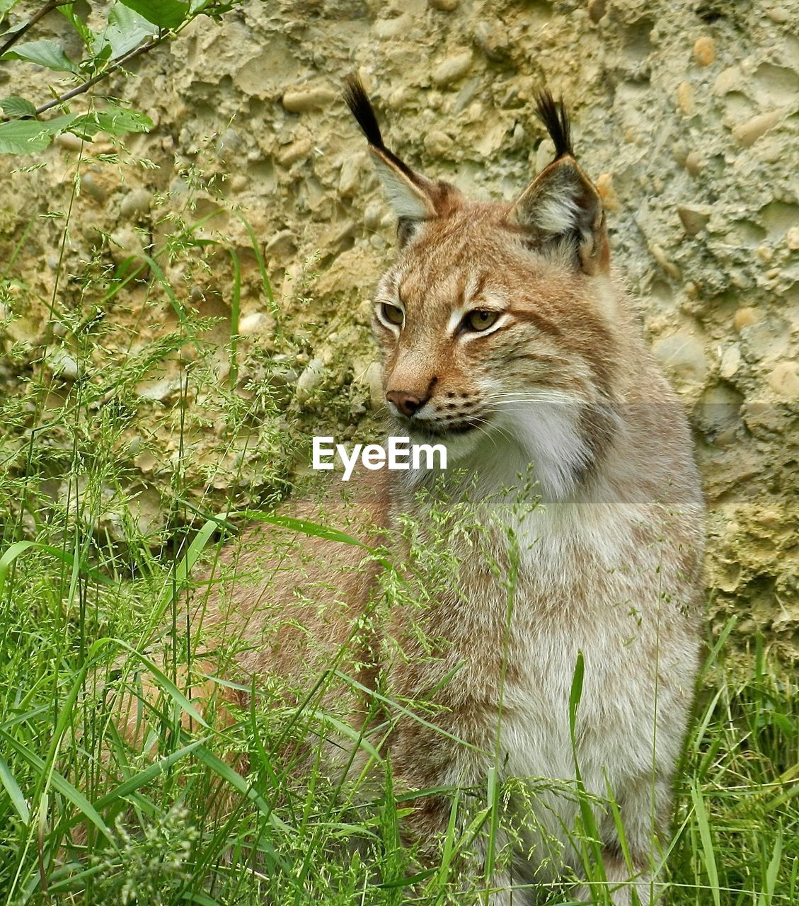 Wildcat on grassy field