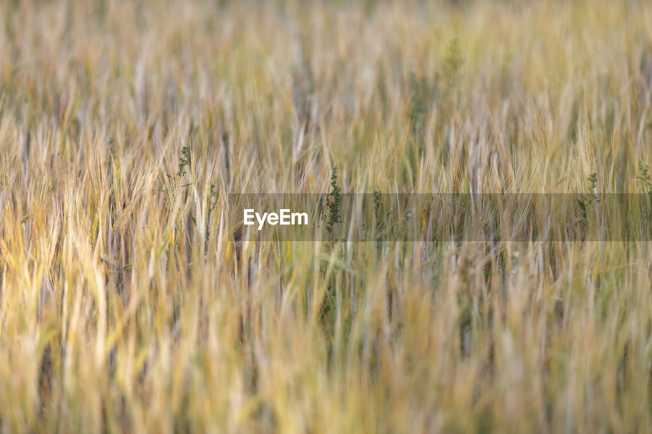 Full frame shot of wheat field