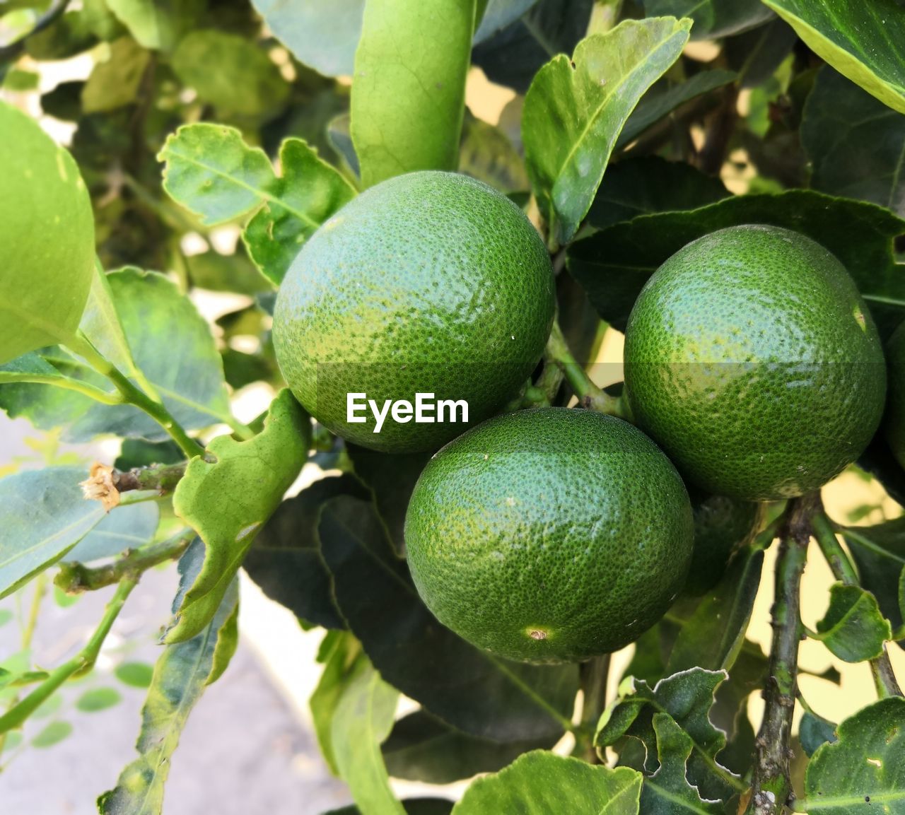 A close up of a lemon growing on the tree
