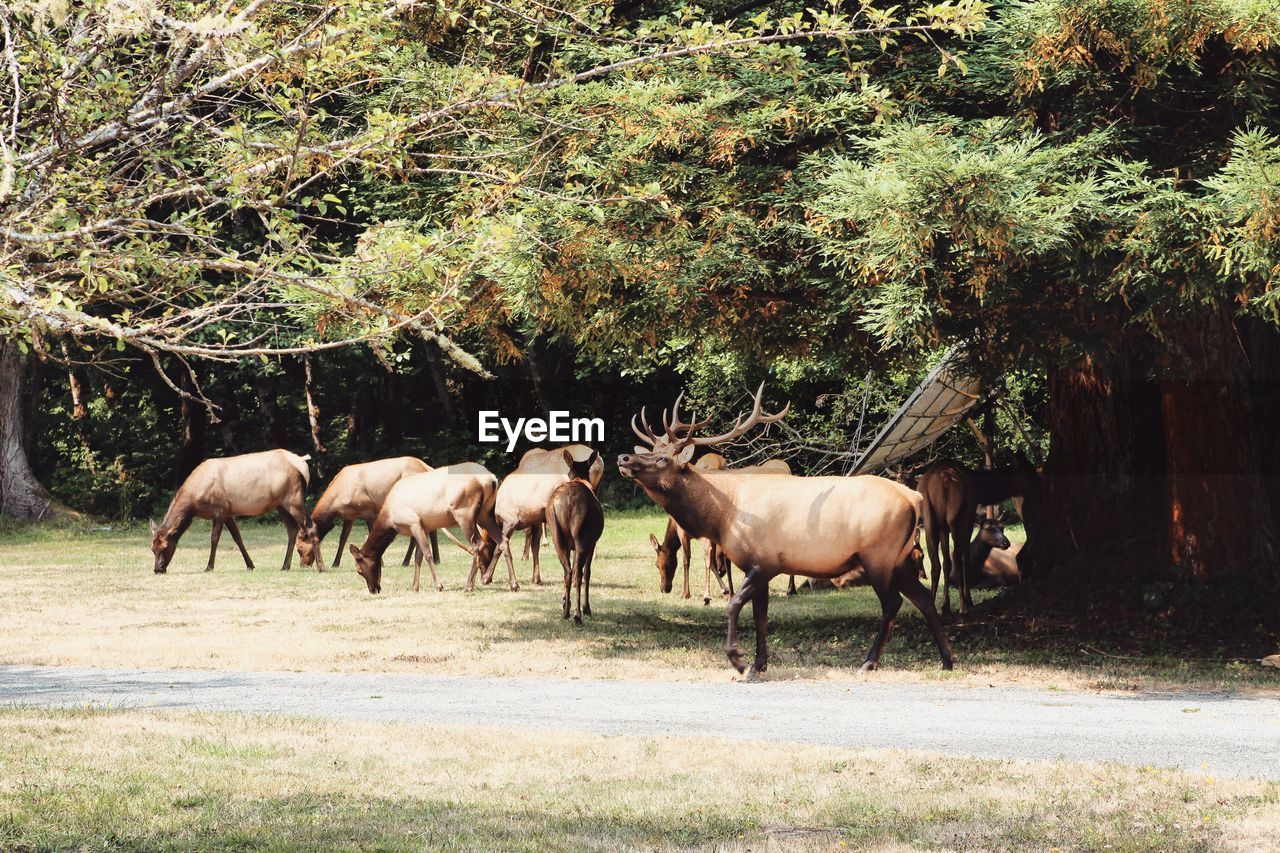 HORSES ON FIELD