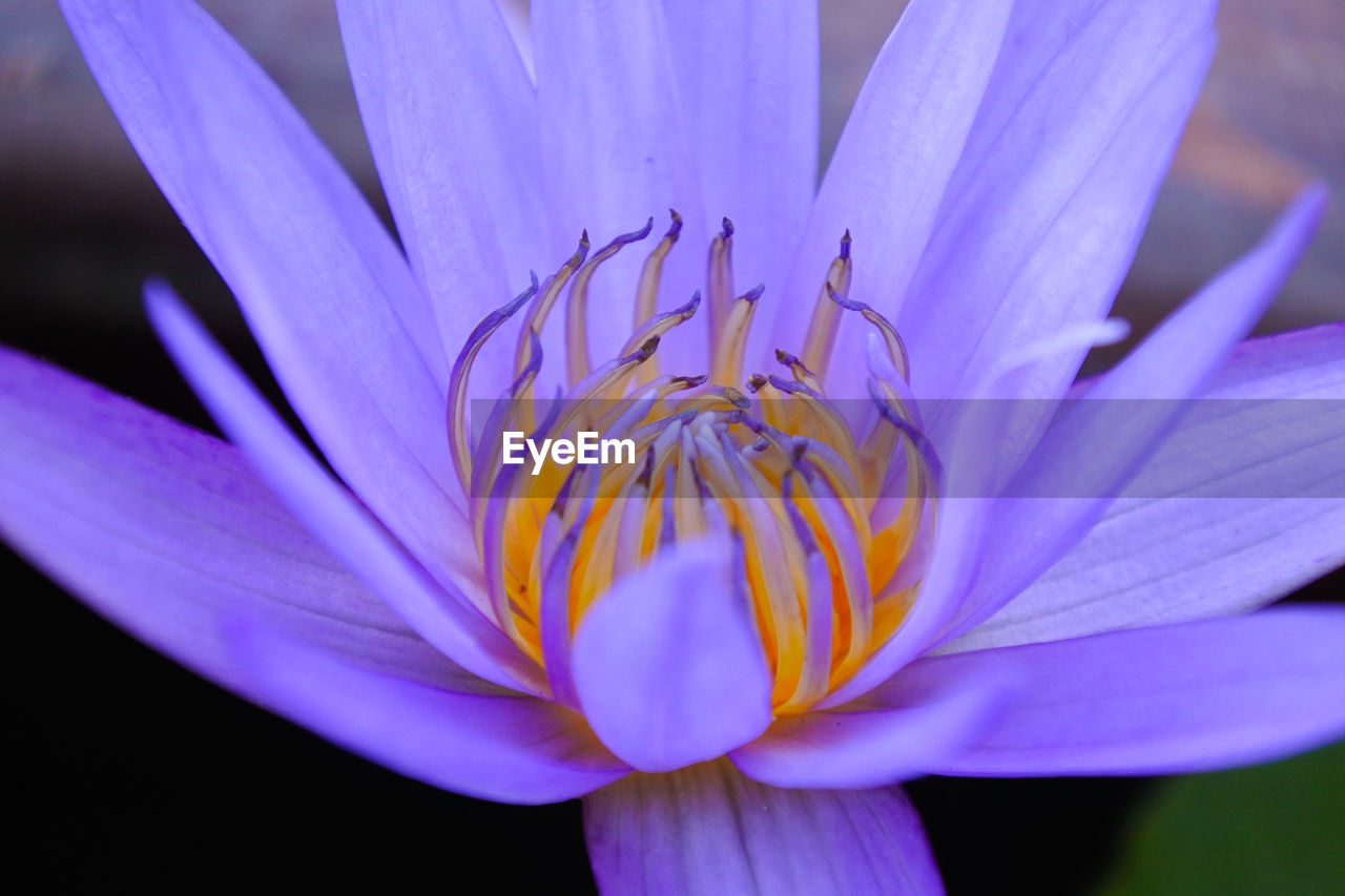 Close-up of purple crocus flower