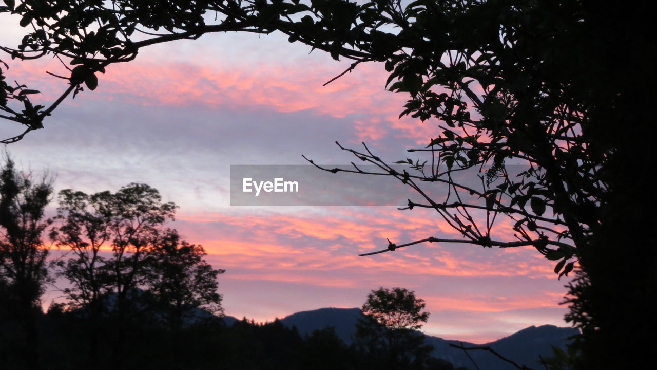 LOW ANGLE VIEW OF SILHOUETTE TREES AGAINST SKY DURING SUNSET