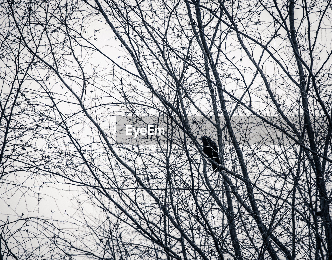 Low angle view of bare tree against sky