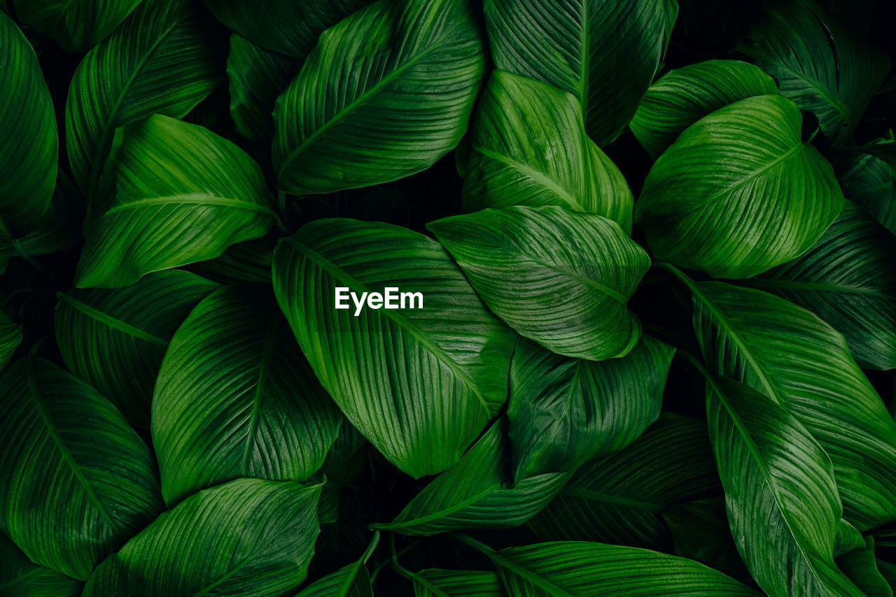 Full frame shot of green leaves